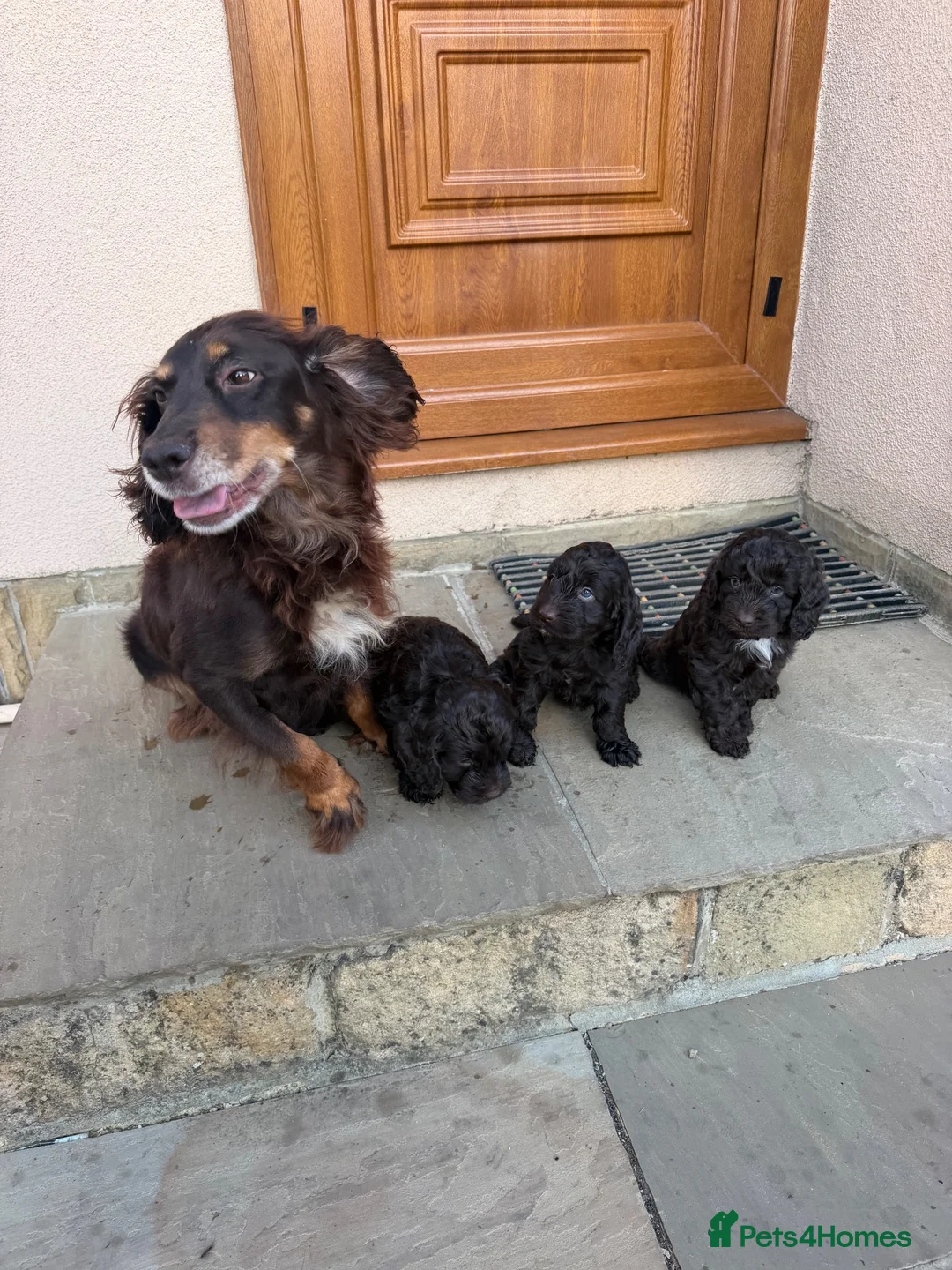 Cockapoo dogs for sale: Cockerpoo puppies ready 10.09.26 in Leeds - Advert 2