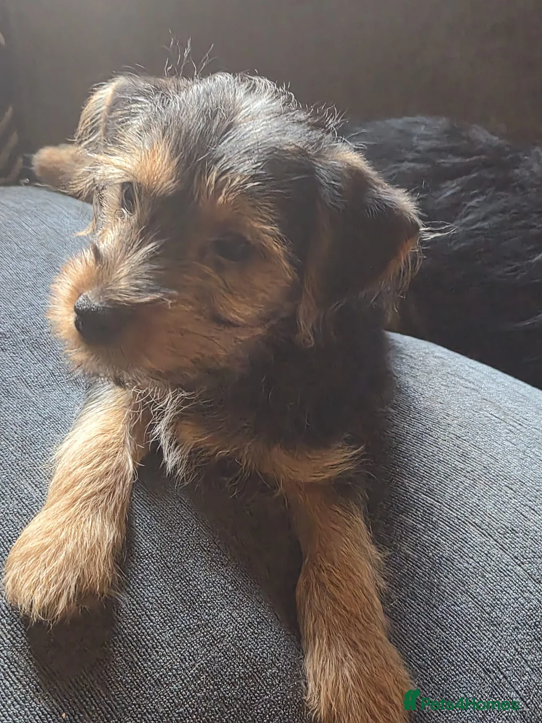 Yorkshire Terrier dogs for sale: 3 beautiful Yorkshire terriers puppies left - Advert 2