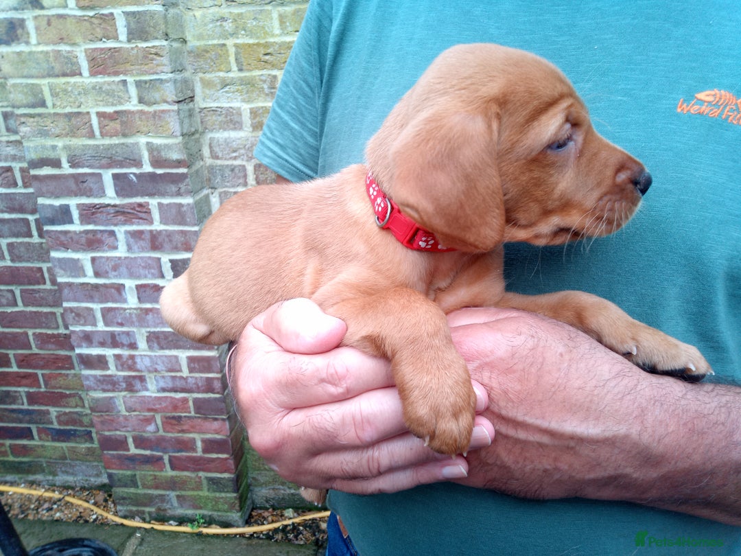 Labrador Retriever dogs for sale: Female(Red Collar) Fox Red Labrador KC registered - Image 3