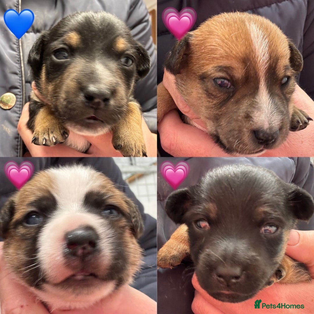 Jack Russell dogs for sale: *last one* Miniature Jack Russell’s  - Advert 12