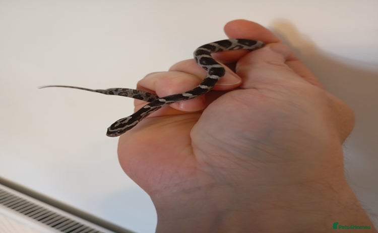 Corn Snake reptiles - Advert 1