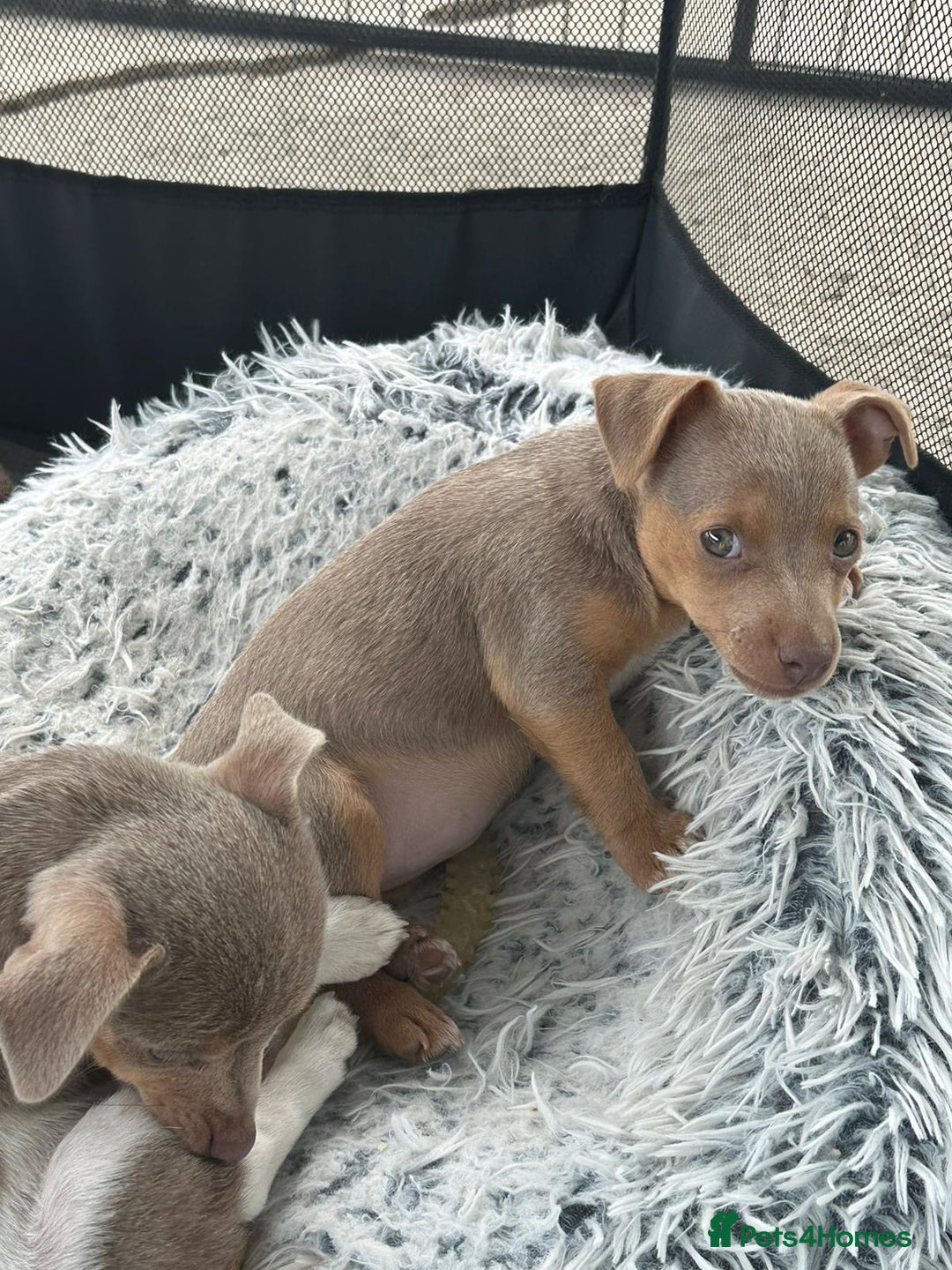 Jack Russell dogs for sale: Miniature Jack Russel puppies very very small  - Image 4