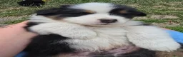 Australian Shepherd dogs for sale: Australian Shepherd  - Advert 15