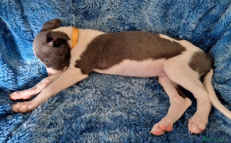 Whippet dogs - Advert 1