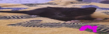 Mixed Breed Kitten 1