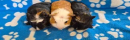 Guinea Pig rodents for sale: 3 Beautiful male Guinea Pigs - Advert 1