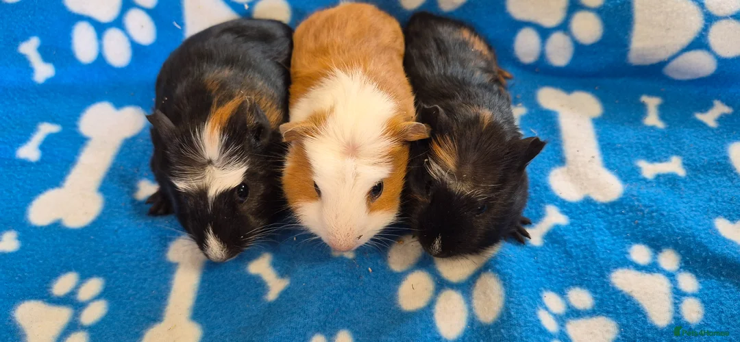 Guinea Pig rodents for sale: 3 Beautiful male Guinea Pigs - Advert 1