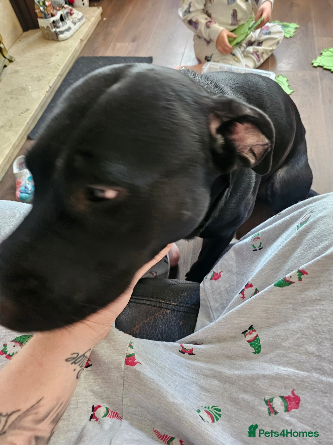 Mixed Breed dogs for sale: Lab cross presa canario  - Advert 2