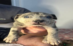 Mixed Breed dogs for sale: mastiff pups🐾 - Advert 18