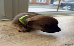 Mixed Breed dogs for sale: 🐾🤎 Adorable Dachshund Cross Puppies  - Image 6