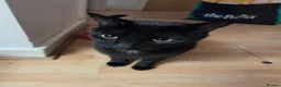 Mixed Breed cats for sale: Midnight *FREE* - Advert 4