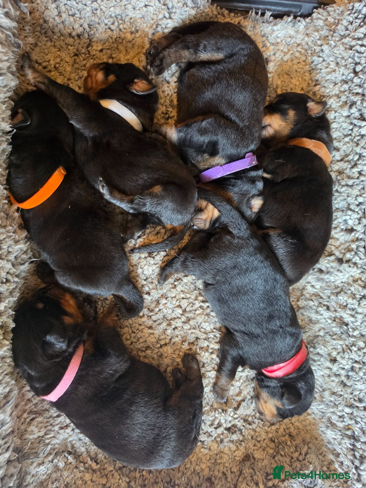 Rottweiler dogs Stunning KC Registered German Rottweilers - Advert 1