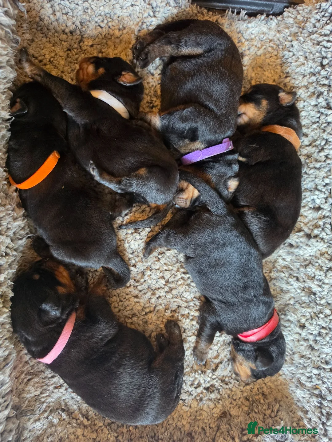 Rottweiler dogs for sale: Stunning KC Registered German Rottweilers - Advert 1