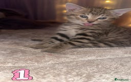 Mixed Breed cats for sale: Two Female kittens (Bengal/Persian mix - Image 13