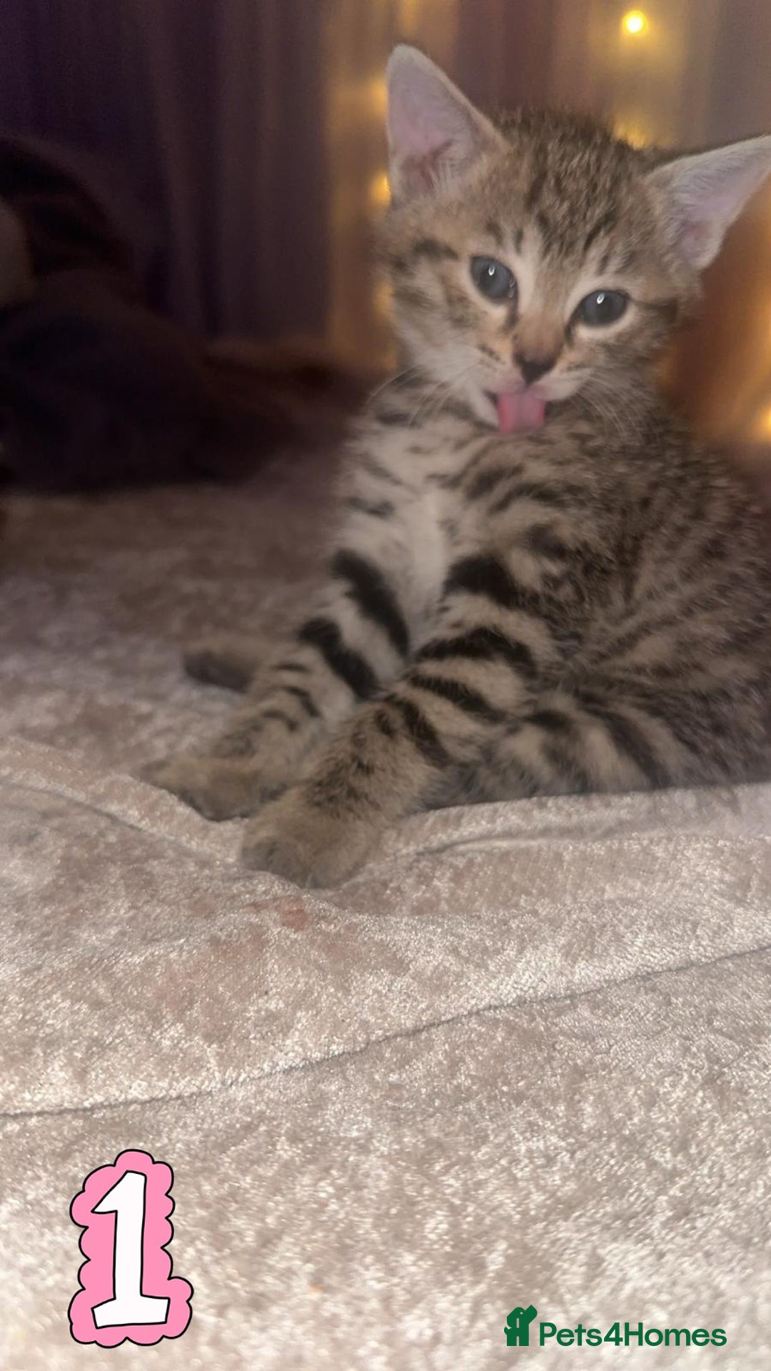 Mixed Breed cats for sale: Two Female kittens (Bengal/Persian mix - Image 13