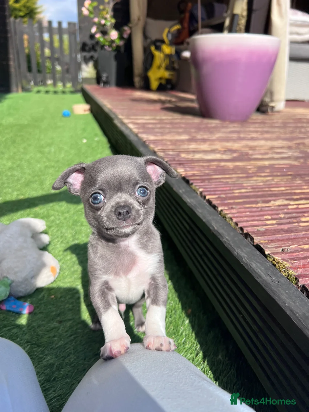 Chihuahua dogs for sale: Last blue lilac chihuahua boy ready., for sale🐾🩵 - Advert 2
