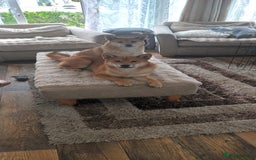 Japanese Shiba Inu dogs for sale: Beautiful Japanese shiba inu puppies 🐶  - Image 5