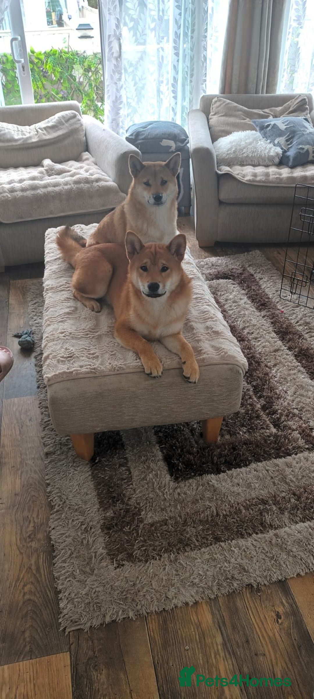 Japanese Shiba Inu dogs for sale: Beautiful Japanese shiba inu puppies 🐶  - Image 5