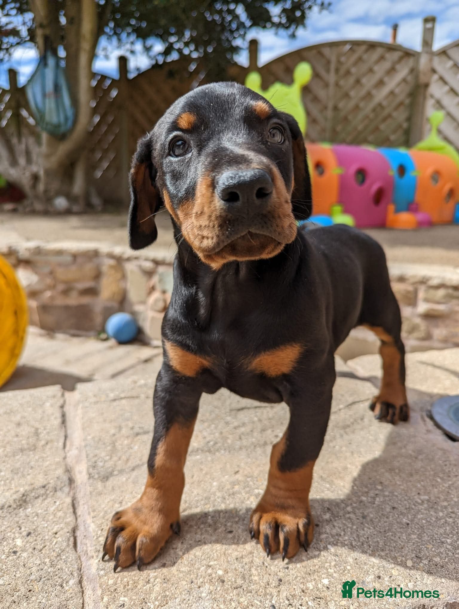 Dobermann dogs Litter due 12th April, now open for reservation  - Advert 2
