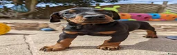 Dobermann dogs for sale: Litter due 12th April, now open for reservation  - Advert 5