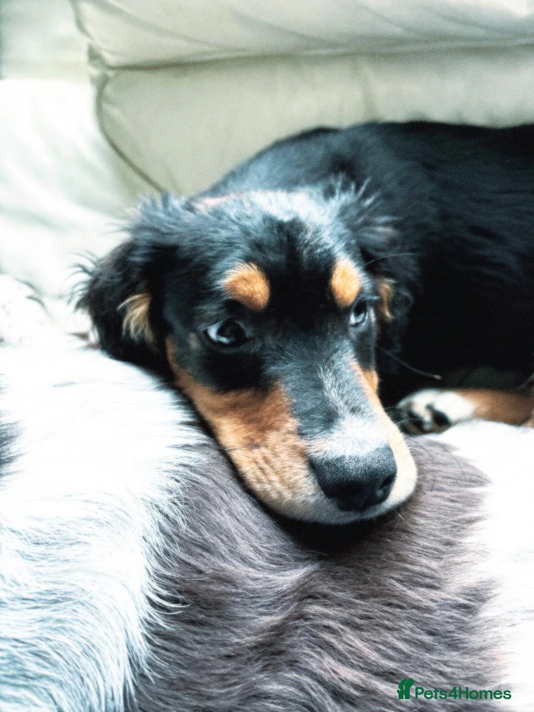 Mixed Breed dogs for sale: Ace the Menace in Mansfield - Advert 2