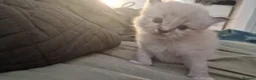 Ragdoll cats for sale: Pure ragdoll kittens looking for a new home - Advert 12