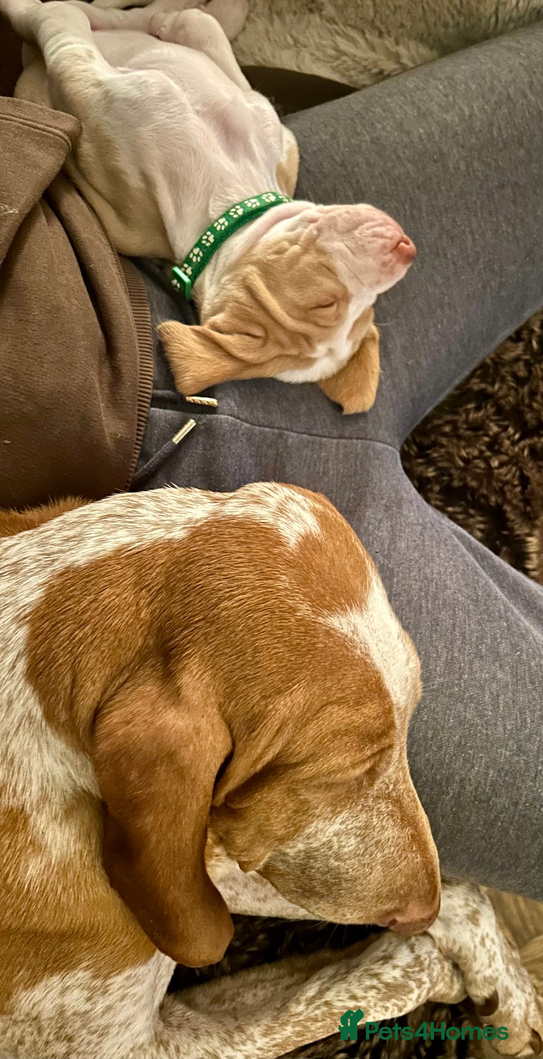 Bracco Italiano dogs for sale: Beautiful Bracco Pupoies - Image 6