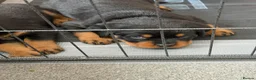 Rottweiler dogs for sale: Pure Breed Rottweiler  - Advert 18