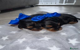 Yorkiepoo dogs for sale: Adorable yorkiepoo puppies ❤️ - Image 4