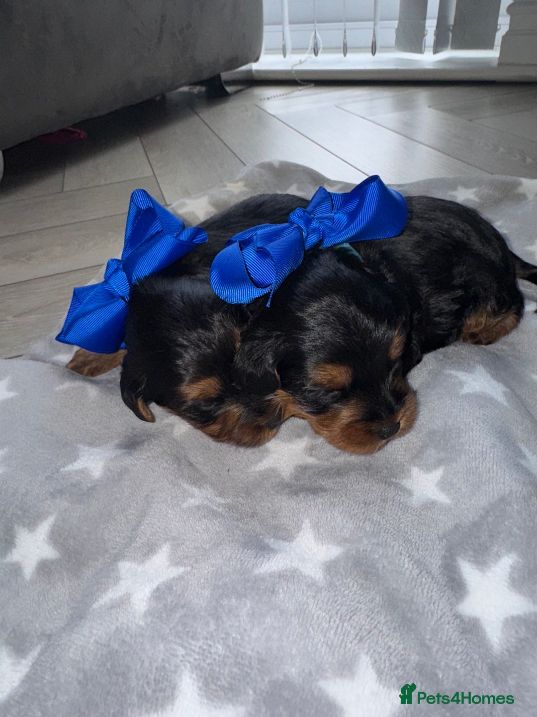 Yorkiepoo dogs for sale: Adorable yorkiepoo puppies ❤️ - Image 4