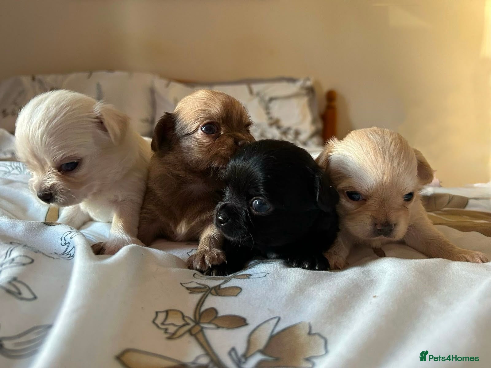 Chihuahua dogs Stunning Chihuahua Puppies Ready Soon 🐾 - Advert 2