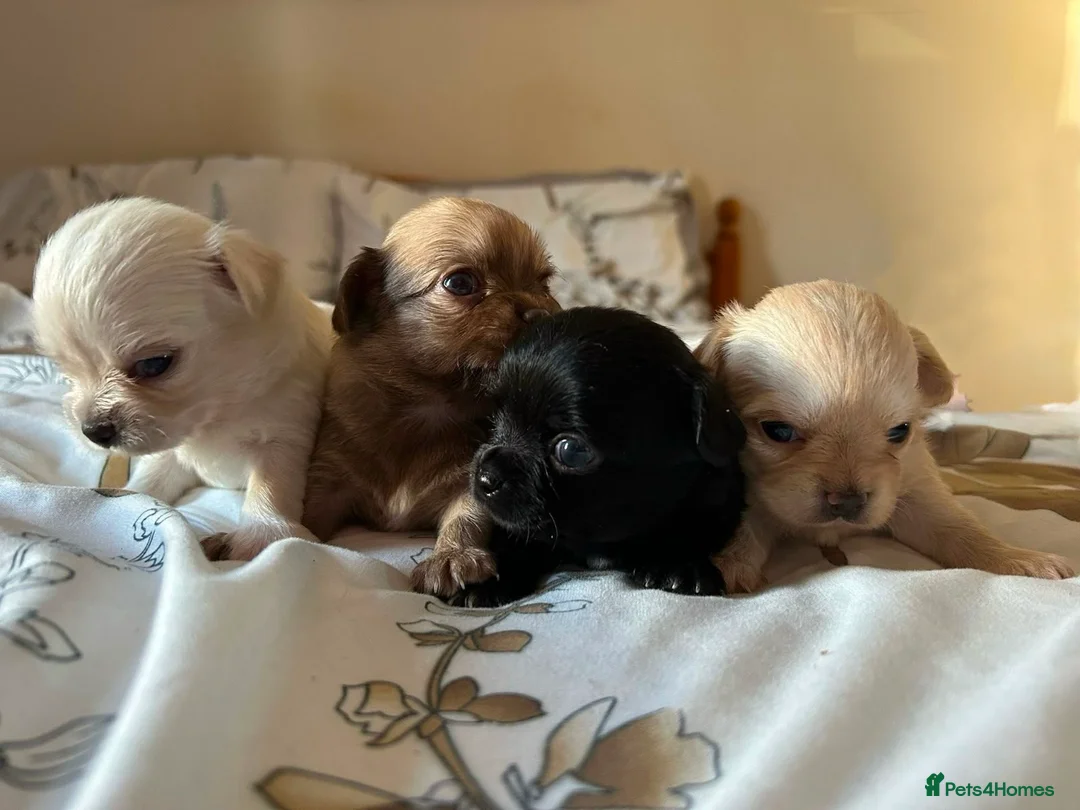 Chihuahua dogs for sale: Stunning Chihuahua Puppies Ready Soon 🐾 - Advert 1