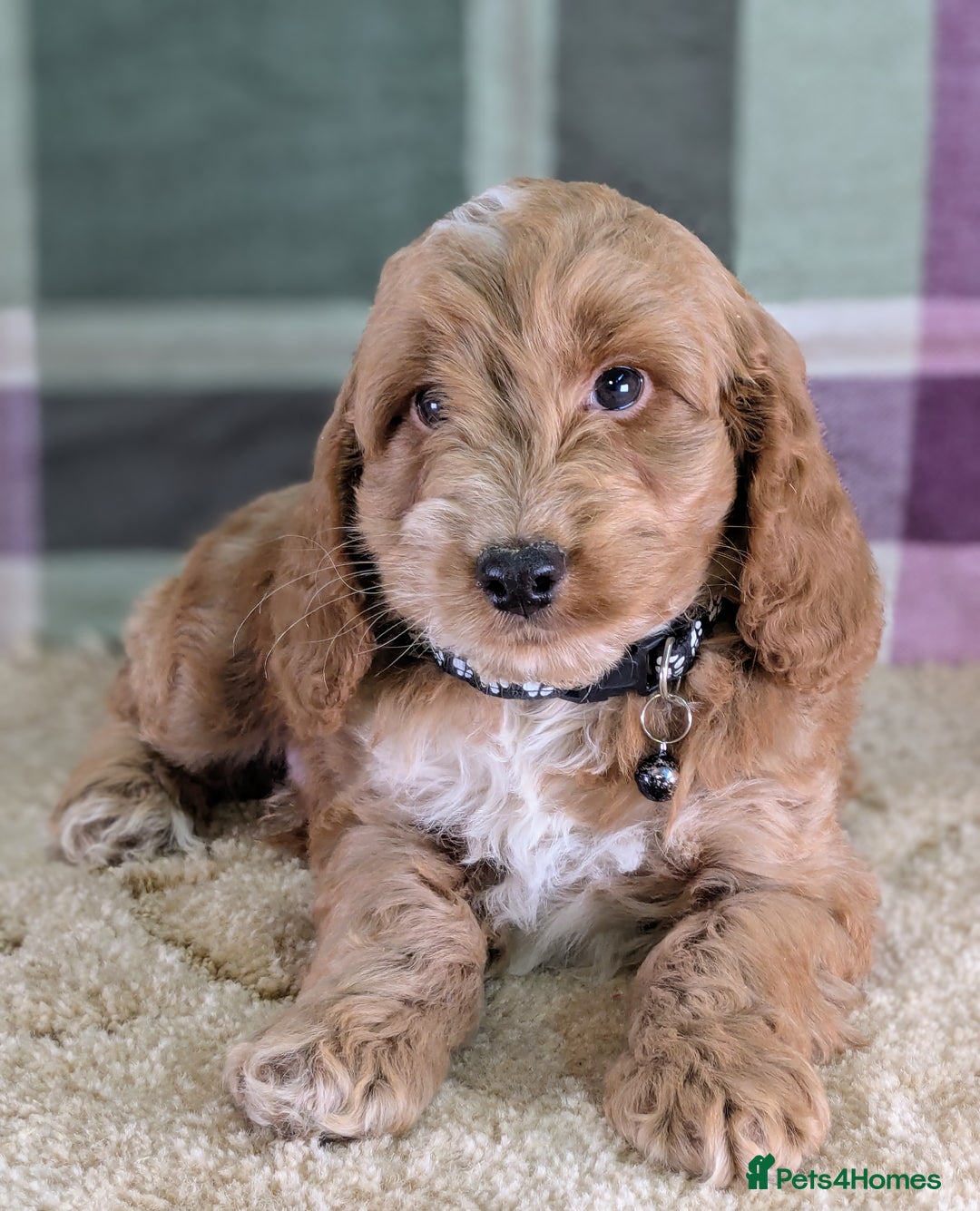 Cockapoo dogs for sale: F1 Cockapoo your Next Furry Family Member Awaits!  - Advert 3