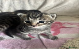 Bengal cats for sale: Bengal mix kittens  - Image 9