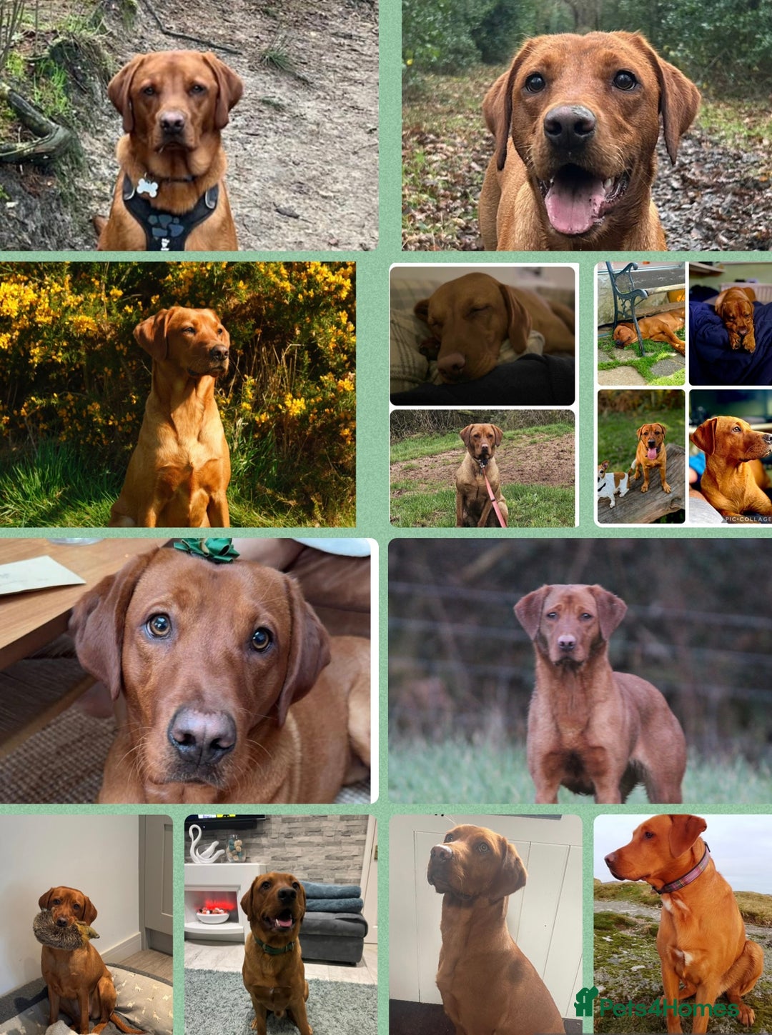 Labrador Retriever dogs for sale: QUALITY LITTER OF DARK FOX RED LABRADOR PUPPIES - Advert 9