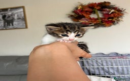 Bengal cats for sale: Adorable Kittens Looking for Their Forever Homes!  - Image 6