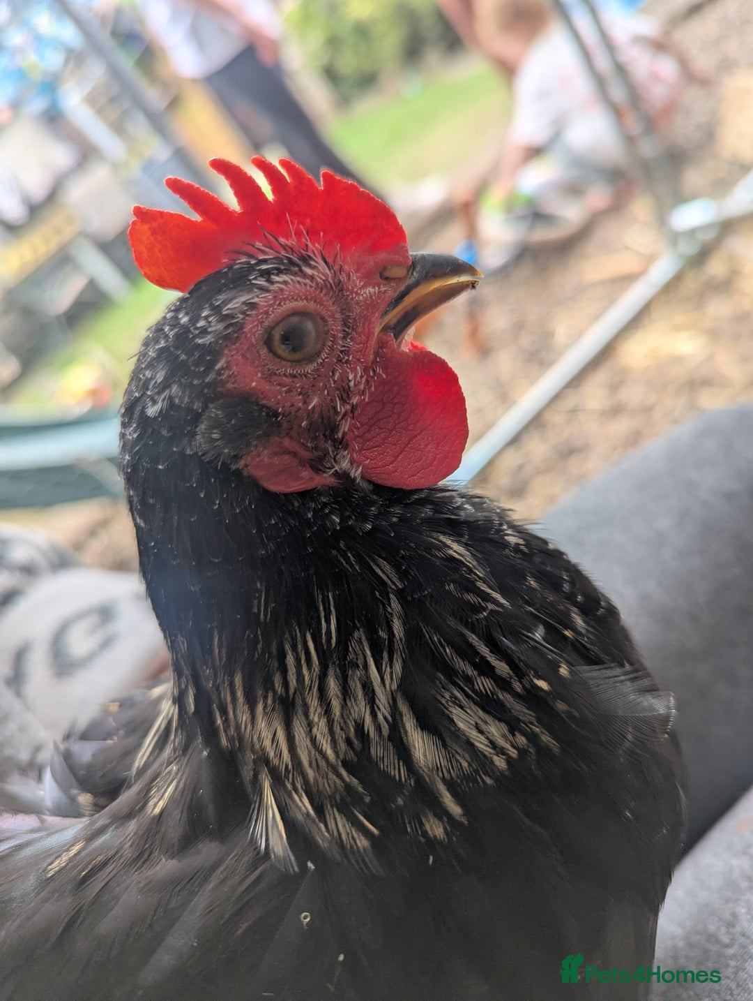 Chickens poultry for sale: Pekin Bantam Roosters - Image 1