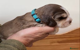 Cocker Spaniel dogs for sale: Adorable show cocker spaniels - Image 21