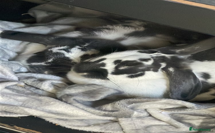 Mixed Breed rabbits - Advert 2
