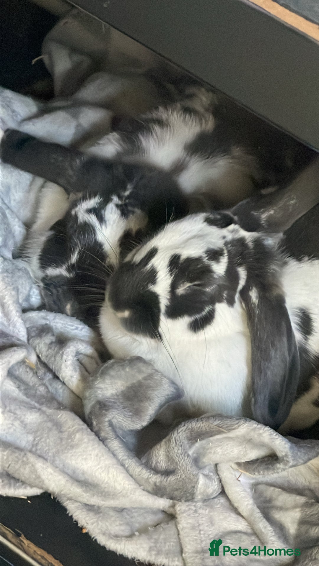 Mixed Breed rabbits for sale: Bonded bunnies  - Image 1