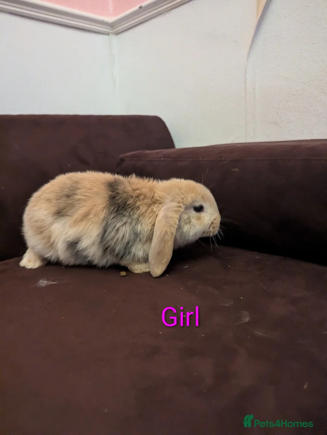 Mini Lop rabbits for sale: Mini Lop babies for sale £40 each - Advert 3