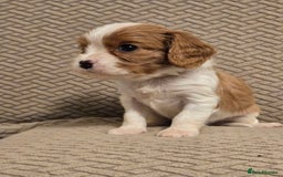 Cavalier King Charles Spaniel dogs for sale: Gorgeous KC Reg Cavalier Puppies  - Image 11