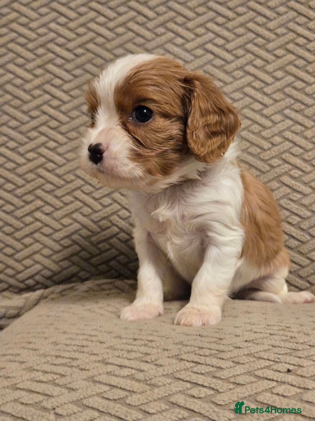 Cavalier King Charles Spaniel dogs for sale: Gorgeous KC Reg Cavalier Puppies  - Image 11