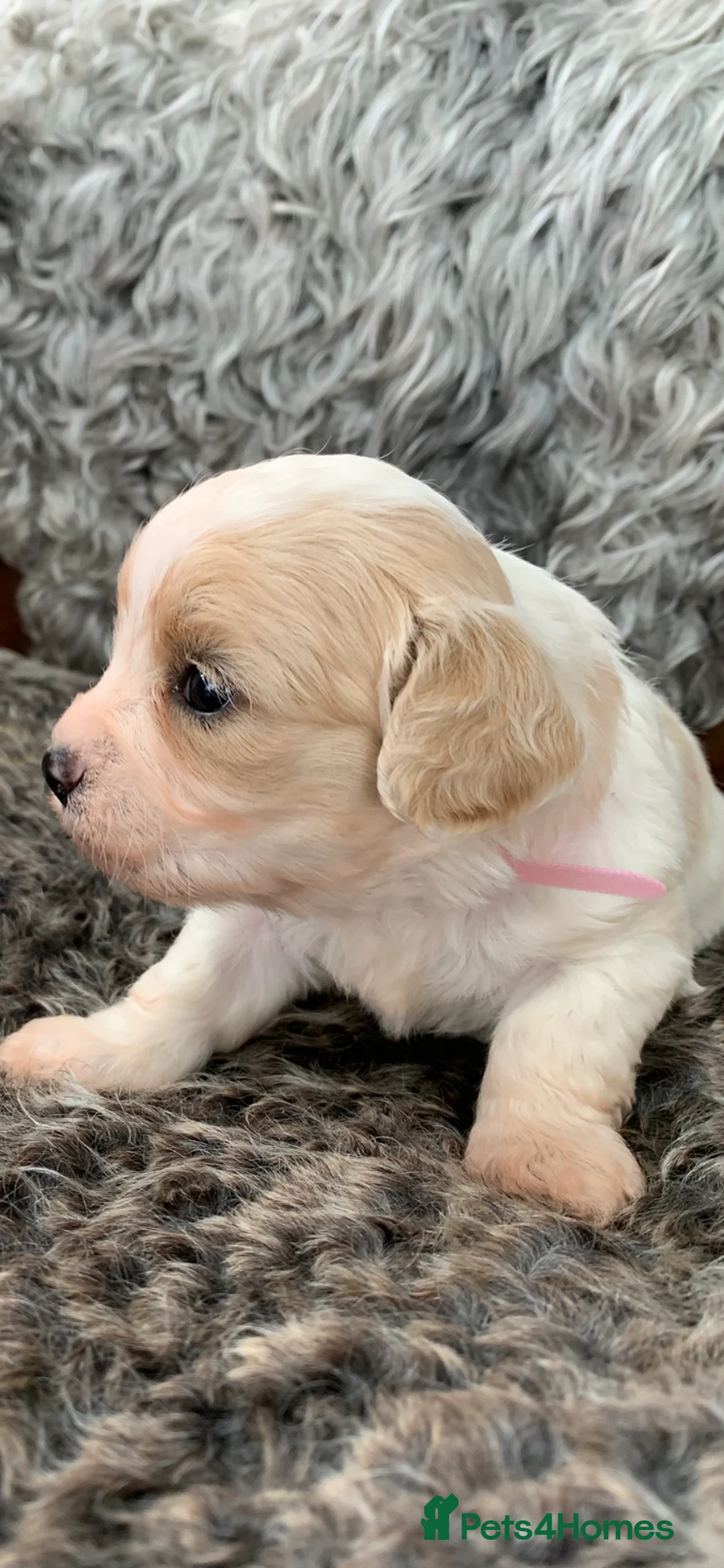 Cavachon dogs for sale: Beautiful F1 Cavachon Puppies - Advert 19