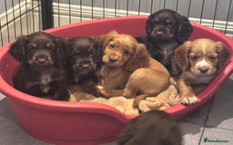 Cocker Spaniel dogs for sale: Working cocker spaniels puppies kc reg - Image 15