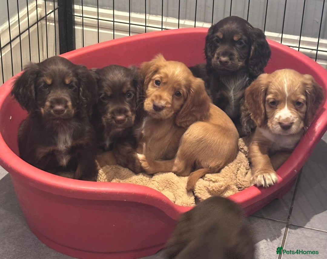 Cocker Spaniel dogs for sale: Working cocker spaniels puppies kc reg - Image 15