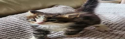 Maine Coon cats for sale: Maine Coon Litter of 5 now reserving - Advert 4