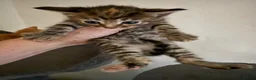 Mixed Breed cats for sale: Beautiful maincoone/shorthair kittens  - Advert 3