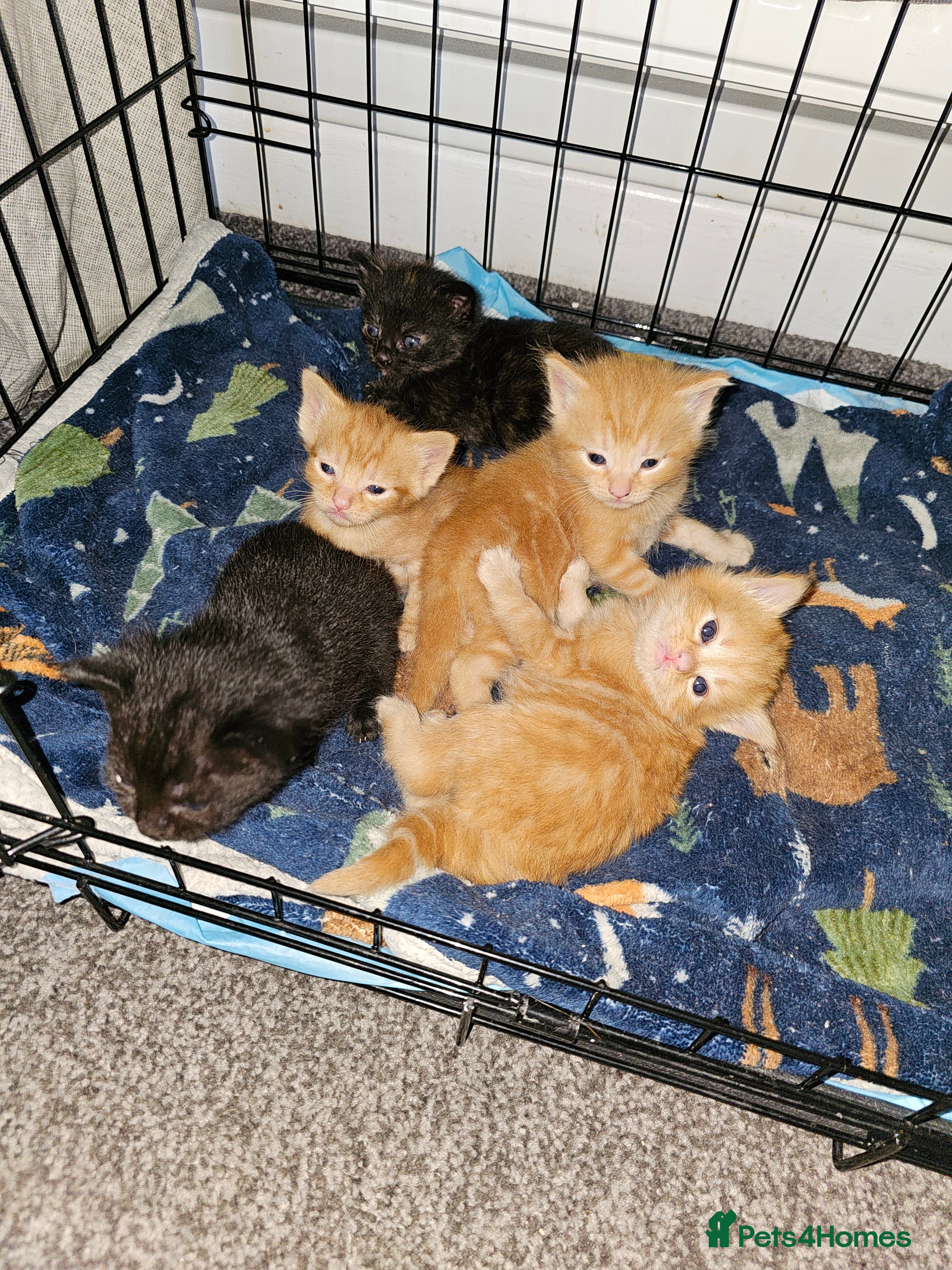 Mixed Breed cats Beautiful kittens ( ginger girls)  - Advert 1