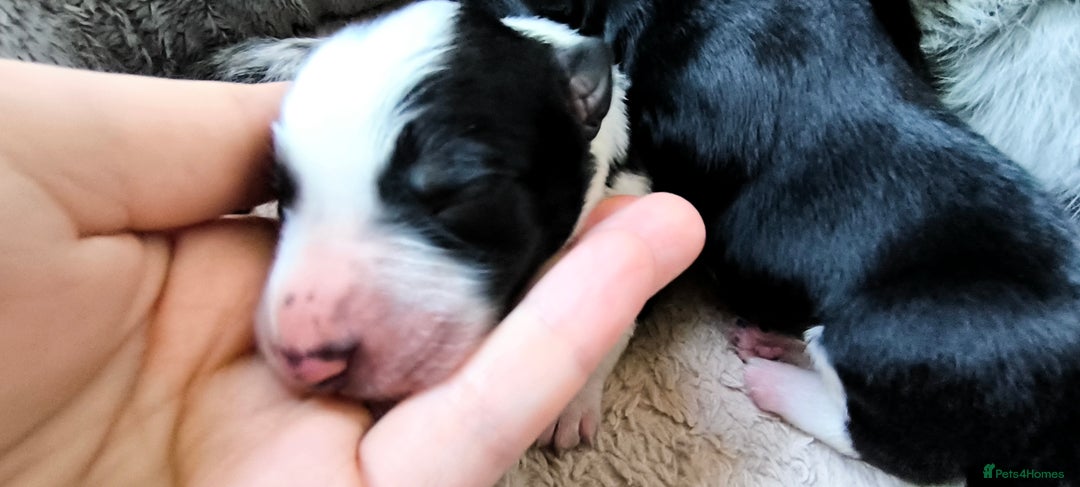 Border Collie dogs for sale: Border Collie Puppies - Image 7